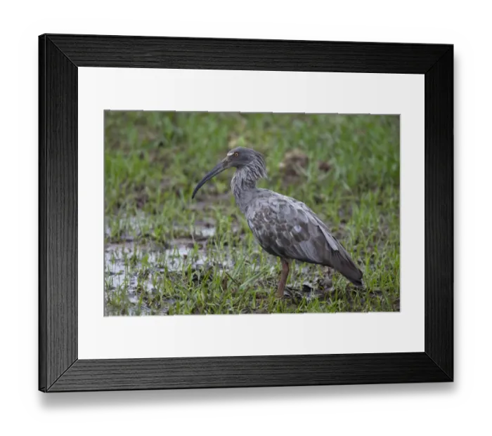 Framed Print : Plumbeous Ibis (Theristicus caerulescens) adult, standing in swamp, Pantanal, Mato Grosso, Brazil Framed Print : Plumbeous Ibis (Theristicus caerulescens) adult, standing in swamp, Pantanal, Mato Grosso, Brazil