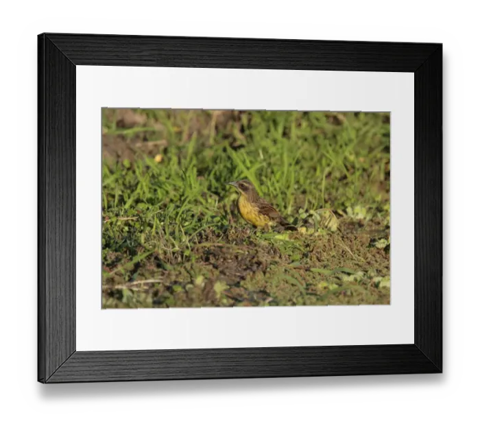 Framed Print : Unicoloured Blackbird (Agelaius cyanopus) adult female, standing on ground, El Bagual, Formosa, Argentina, october Framed Print : Unicoloured Blackbird (Agelaius cyanopus) adult female, standing on ground, El Bagual, Formosa, Argentina, october