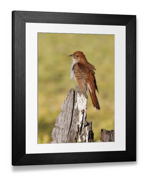 Framed Print : Grey-bellied Cuckoo (Cacomantis passerinus) hepatic form, adult female, perched on stump near swamp, Sri Lanka