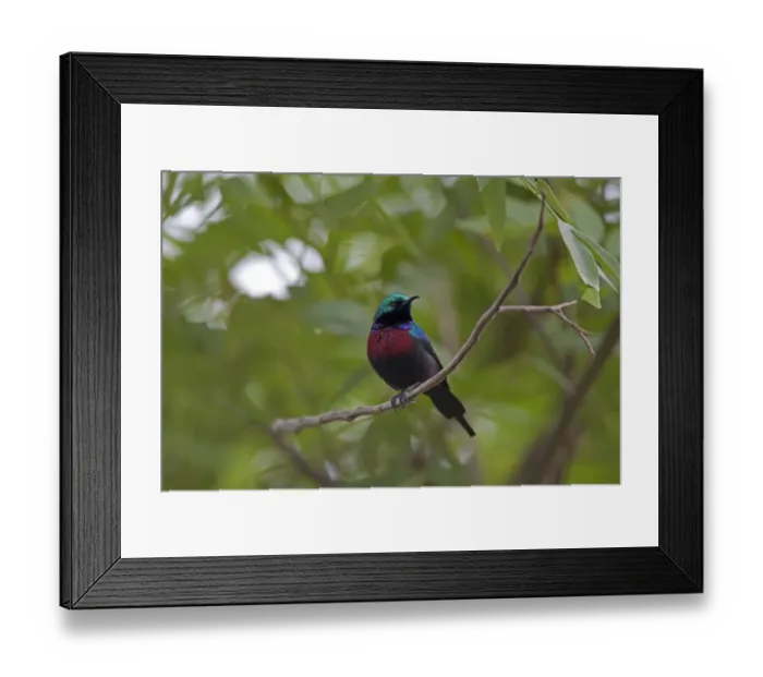 Framed Print : Red-chested Sunbird (Nectarinia erythrocerca) adult male, perched on twig, Uganda Framed Print : Red-chested Sunbird (Nectarinia erythrocerca) adult male, perched on twig, Uganda