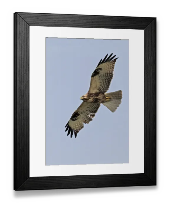 Framed Print : Eastern Buzzard (Buteo japonicus) adult, in flight, Hong Kong, China, november Framed Print : Eastern Buzzard (Buteo japonicus) adult, in flight, Hong Kong, China, november