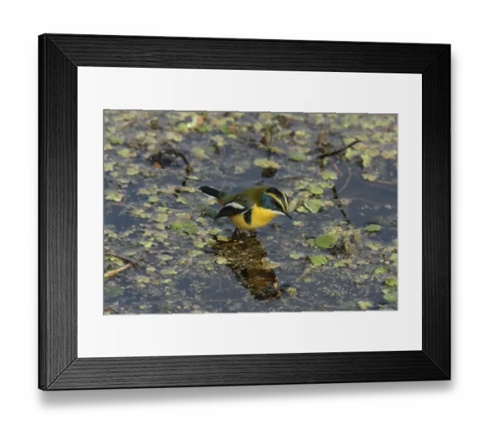 Framed Print : Many-coloured Rush-tyrant (Tachuris rubrigastra) adult, feeding at surface of water in marsh, Ceibas, Entre Rios, Argentina, june Framed Print : Many-coloured Rush-tyrant (Tachuris rubrigastra) adult, feeding at surface of water in marsh, Ceibas, Entre Rios, Argentina, june