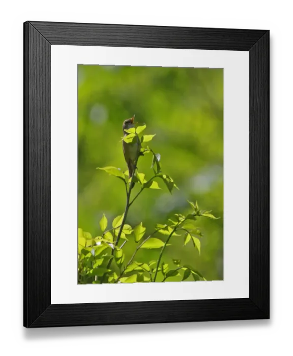 Framed Print : Blunt-winged Warbler (Acrocephalus concinens) adult male, singing, perched at top of bush, Old Peak, Hebei, China, may Framed Print : Blunt-winged Warbler (Acrocephalus concinens) adult male, singing, perched at top of bush, Old Peak, Hebei, China, may