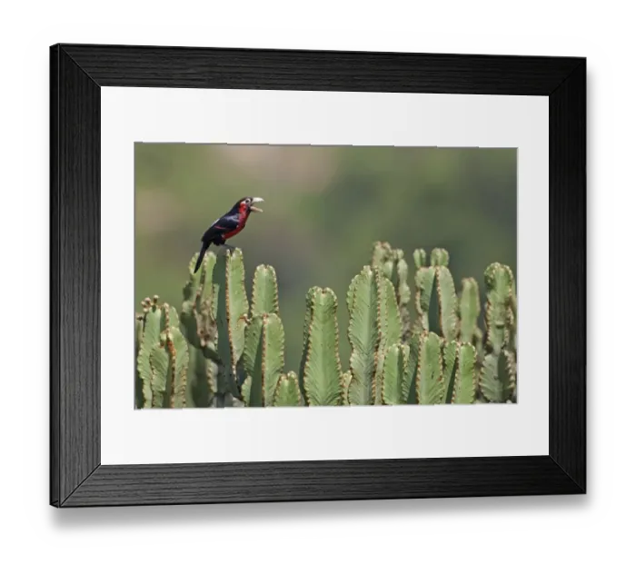Framed Print : Double-toothed Barbet (Lybius bidentatus) adult, calling, perched on euphorbia, Queen Elizabeth N. P. Uganda