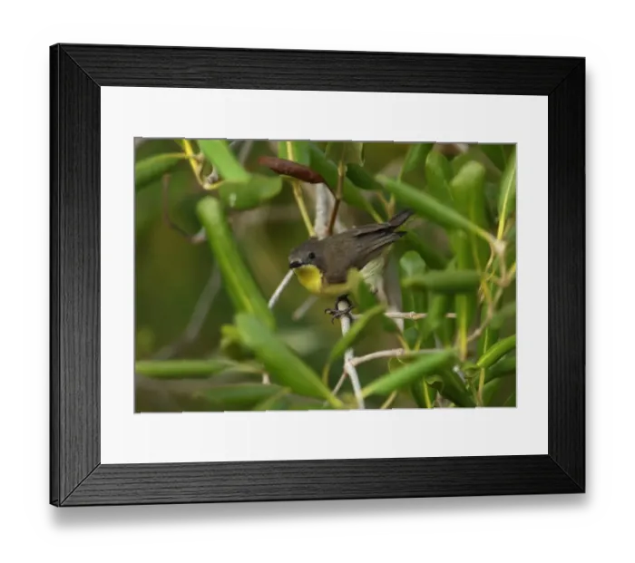 Framed Print : Golden-bellied Gerygone (Gerygone sulphurea) adult, perched in mangrove, Thailand, february Framed Print : Golden-bellied Gerygone (Gerygone sulphurea) adult, perched in mangrove, Thailand, february