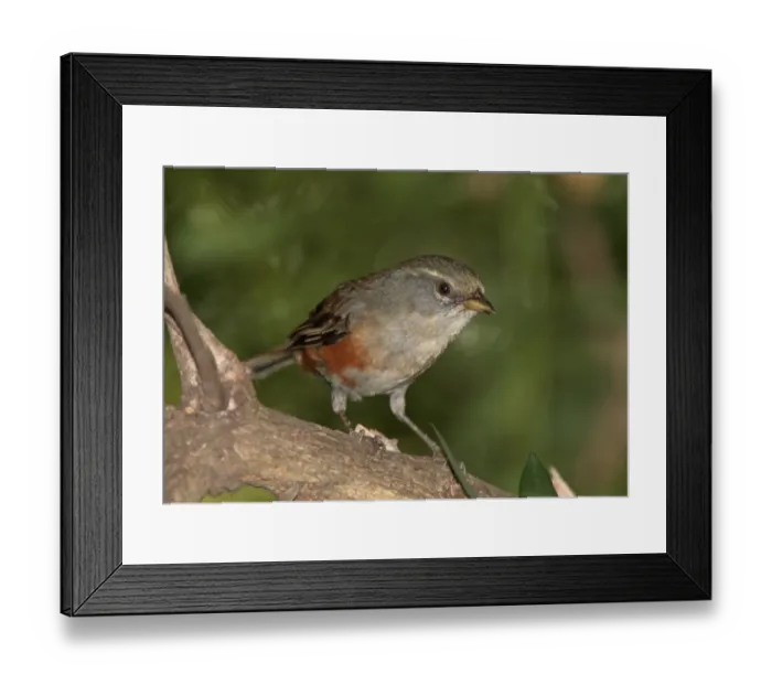 Framed Print : Grey-throated Warbling-finch (Poospiza cabanisi) adult, perched on branch, Otamendi, Buenos Aires, Argentina, november Framed Print : Grey-throated Warbling-finch (Poospiza cabanisi) adult, perched on branch, Otamendi, Buenos Aires, Argentina, november