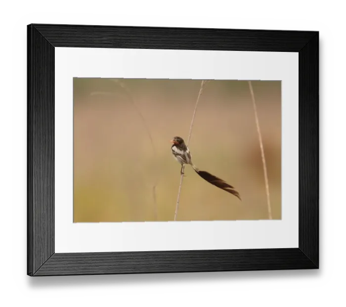 Framed Print : Strange-tailed Tyrant (Alectrurus risora) adult male, in breeding plumage, perched on stem, El Bagual, Formosa, Argentina, october Framed Print : Strange-tailed Tyrant (Alectrurus risora) adult male, in breeding plumage, perched on stem, El Bagual, Formosa, Argentina, october