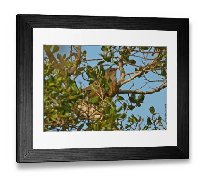 Framed Print : Sirkeer Malkoha (Phaenicophaeus leschenaultii) adult, perched in tree, Bundala N. P. Sri Lanka, december Framed Print : Sirkeer Malkoha (Phaenicophaeus leschenaultii) adult, perched in tree, Bundala N. P. Sri Lanka, december