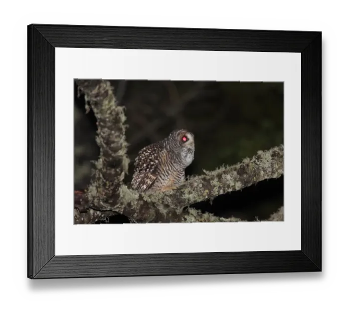 Framed Print : Rufous-legged Owl (Strix rufipes) adult, calling, perched on lichen covered branch at night, Tierra del Fuego N. P. Tierra del Fuego, Argentina, december Framed Print : Rufous-legged Owl (Strix rufipes) adult, calling, perched on lichen covered branch at night, Tierra del Fuego N. P. Tierra del Fuego, Argentina, december