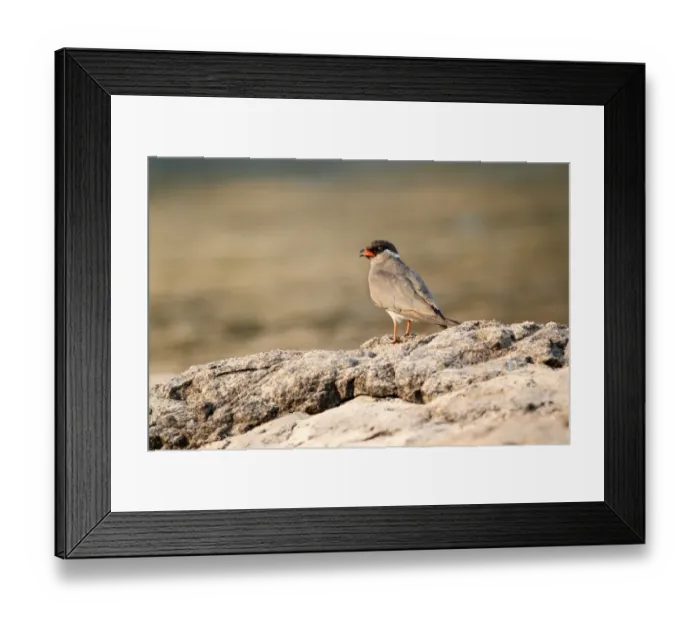 Framed Print : Rock Pratincole (Glareola nuchalis) adult male, standing on rocks, Zambesi River, Zambia Framed Print : Rock Pratincole (Glareola nuchalis) adult male, standing on rocks, Zambesi River, Zambia