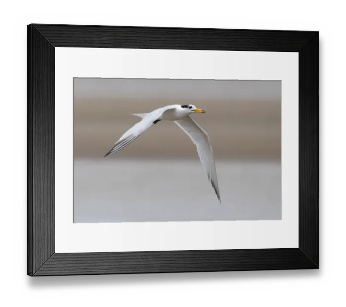 Framed Print : Chinese Crested Tern (Thalasseus bernsteini) adult, non-breeding plumage, in flight over sandbank, Minjiang Estuary, Fujian Province, China, july Framed Print : Chinese Crested Tern (Thalasseus bernsteini) adult, non-breeding plumage, in flight over sandbank, Minjiang Estuary, Fujian Province, China, july