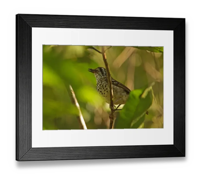 Framed Print : Spot-winged Thrush (Zoothera spiloptera) adult male, singing, perched on twig, Sinharaja Forest N. P. Sri Lanka, december Framed Print : Spot-winged Thrush (Zoothera spiloptera) adult male, singing, perched on twig, Sinharaja Forest N. P. Sri Lanka, december