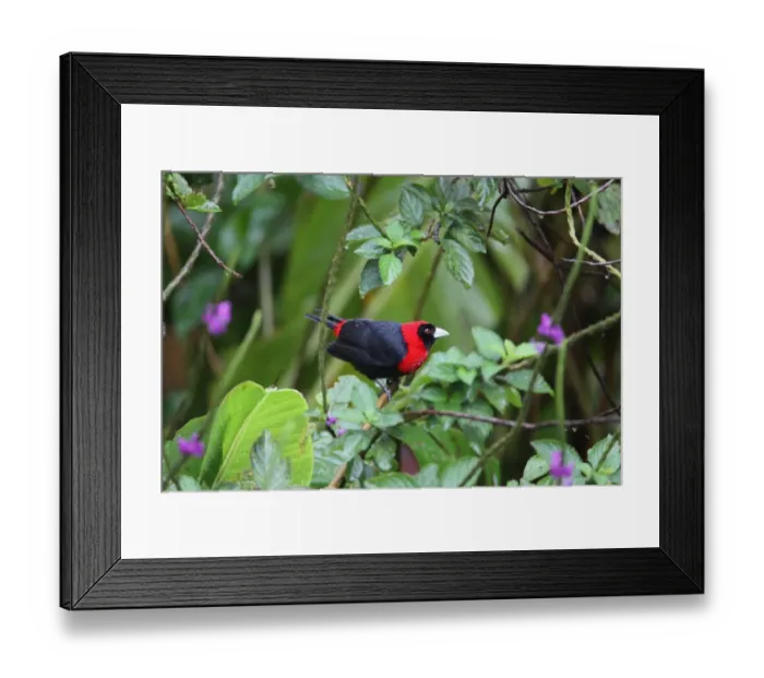 Framed Print : Crimson-collared Tanager (Ramphocelus sanguinolentus) adult, perched on twig in rain, Costa Rica, february Framed Print : Crimson-collared Tanager (Ramphocelus sanguinolentus) adult, perched on twig in rain, Costa Rica, february