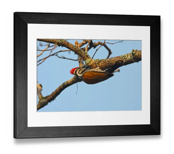 Framed Print : Common Flameback (Dinopium javanense intermedium) adult male, feeding under branch, Kaeng Krachan N. P. Thailand, february Framed Print : Common Flameback (Dinopium javanense intermedium) adult male, feeding under branch, Kaeng Krachan N. P. Thailand, february