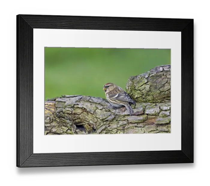 Framed Print : Lesser Redpoll (Carduelis cabaret) adult female, perched on log in garden, Forest of Dean, Gloucestershire, England, march Framed Print : Lesser Redpoll (Carduelis cabaret) adult female, perched on log in garden, Forest of Dean, Gloucestershire, England, march
