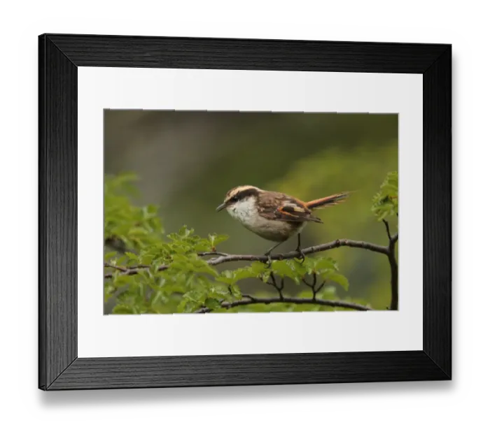 Framed Print : Thorn-tailed Rayadito (Aphrastura spinicauda) adult, perched on twig, Ushuaia, Tierra del Fuego, Argentina, november Framed Print : Thorn-tailed Rayadito (Aphrastura spinicauda) adult, perched on twig, Ushuaia, Tierra del Fuego, Argentina, november