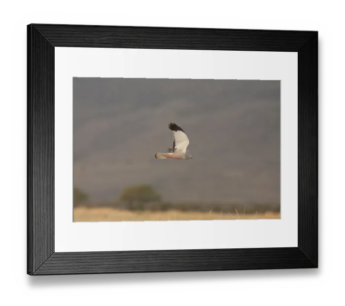 Framed Print : Cinereous Harrier (Circus cinereus) adult male, in flight, hunting over reedbeds and grasslands, Estancia Angostura, Santa Cruz, Argentina, november Framed Print : Cinereous Harrier (Circus cinereus) adult male, in flight, hunting over reedbeds and grasslands, Estancia Angostura, Santa Cruz, Argentina, november