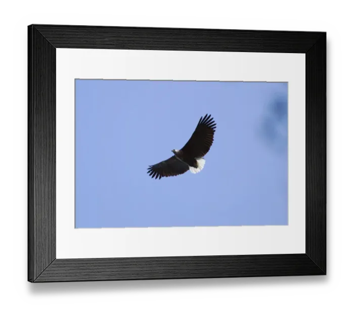 Framed Print : Madagascar Fish-eagle (Haliaeetus vociferoides) adult, in flight, Akarafantsika N. P. Northwest Madagascar, july Framed Print : Madagascar Fish-eagle (Haliaeetus vociferoides) adult, in flight, Akarafantsika N. P. Northwest Madagascar, july