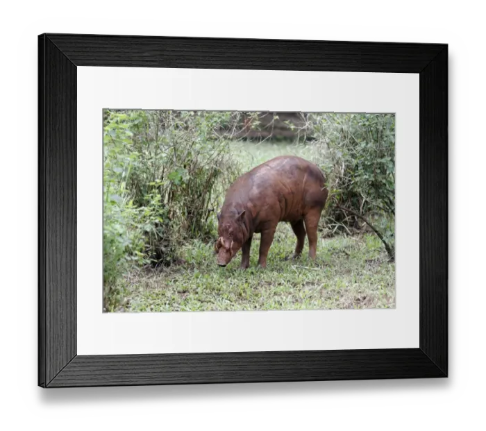 Framed Print : North Sulawesi Babirusa (Babyrousa celebensis) adult male, standing, Indonesia, march (captive)