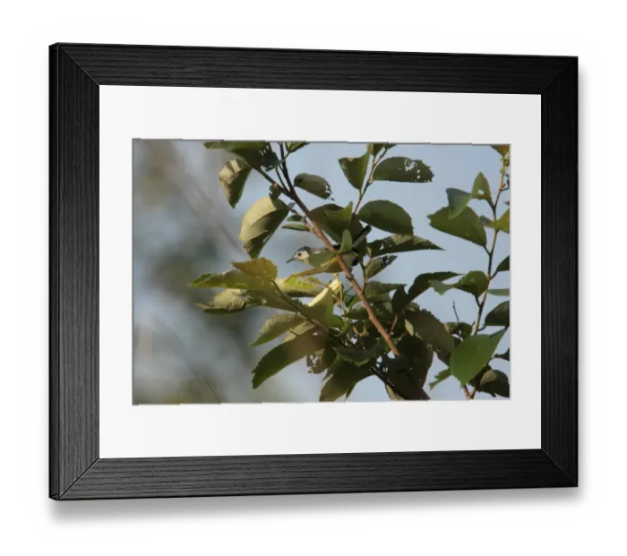 Framed Print : Creamy-bellied Gnatcatcher (Polioptila lactea) adult, foraging amongst leaves in canopy, Iguazu N. P. Misiones, Argentina, november Framed Print : Creamy-bellied Gnatcatcher (Polioptila lactea) adult, foraging amongst leaves in canopy, Iguazu N. P. Misiones, Argentina, november