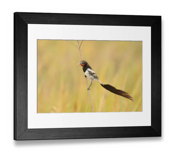 Framed Print : Strange-tailed Tyrant (Alectrurus risora) adult male, in breeding plumage, perched on stem, El Bagual, Formosa, Argentina, october Framed Print : Strange-tailed Tyrant (Alectrurus risora) adult male, in breeding plumage, perched on stem, El Bagual, Formosa, Argentina, october
