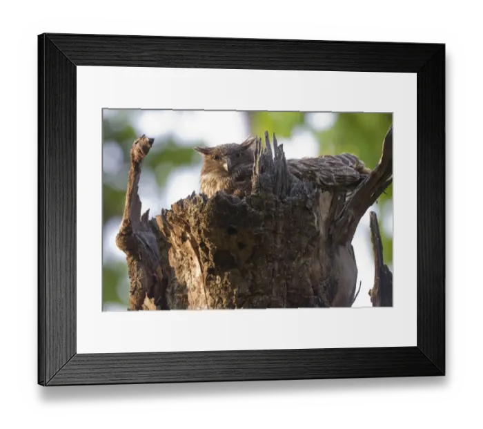 Framed Print : Brown Fish-owl (Ketupa zeylonensis) adult, sitting on stump of dead tree, Bandhavgarh N. P. Madhya Pradesh, India Framed Print : Brown Fish-owl (Ketupa zeylonensis) adult, sitting on stump of dead tree, Bandhavgarh N. P. Madhya Pradesh, India