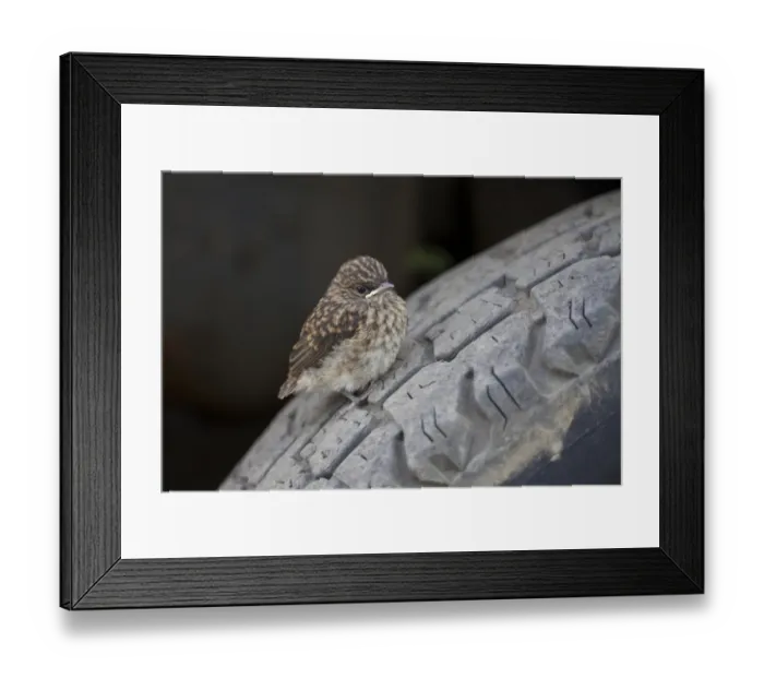 Framed Print : Swamp Flycatcher (Muscicapa aquatica) fledgling, perched on car tyre, Uganda