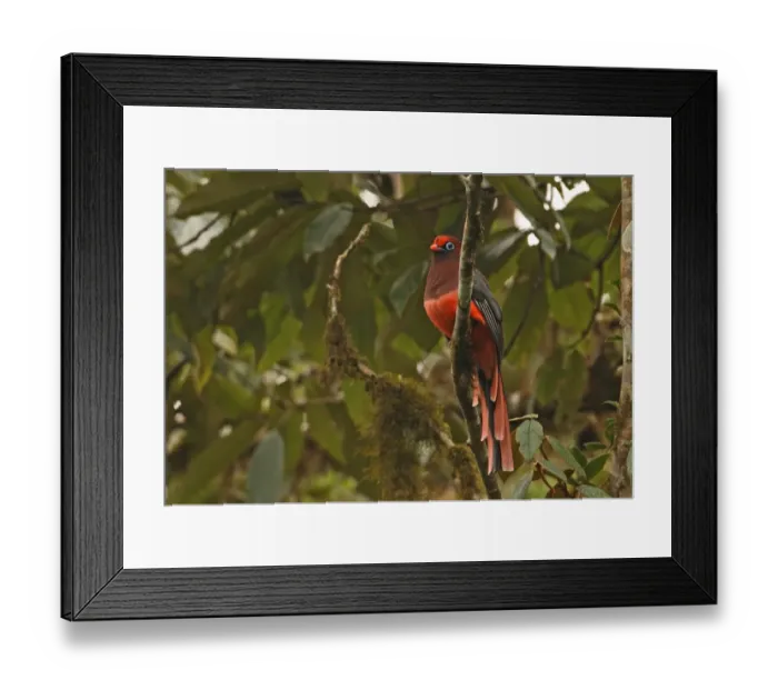 Framed Print : Ward's Trogon (Harpactes wardi) adult male, perched on mossy branch, Arunachal Pradesh, India, january Framed Print : Ward's Trogon (Harpactes wardi) adult male, perched on mossy branch, Arunachal Pradesh, India, january