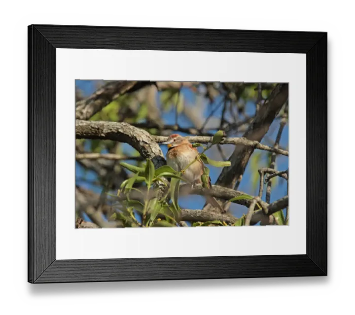 Framed Print : Chotoy Spinetail (Schoeniophylax phryganophilus) adult, perched on branch, Colonia Carlos Pellegrini, Corrientes, Argentina, november Framed Print : Chotoy Spinetail (Schoeniophylax phryganophilus) adult, perched on branch, Colonia Carlos Pellegrini, Corrientes, Argentina, november