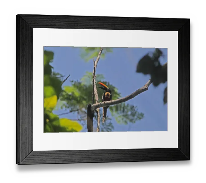 Framed Print : Fiery-billed Aracari (Pteroglossus frantzii) adult, calling, perched on branch in treetop, Costa Rica, february Framed Print : Fiery-billed Aracari (Pteroglossus frantzii) adult, calling, perched on branch in treetop, Costa Rica, february