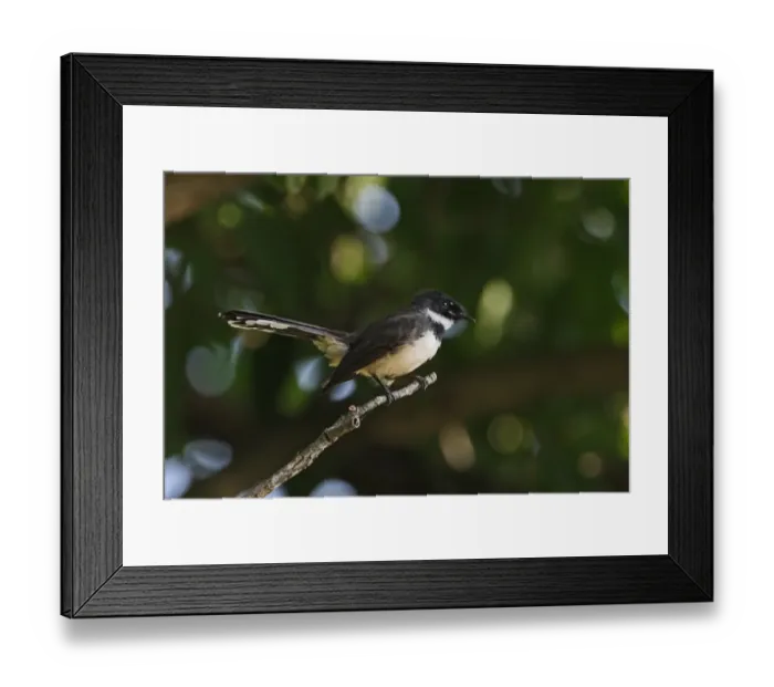 Framed Print : Pied Fantail (Rhipidura javanica longicauda) adult, perched on twig, Kaeng Krachan N. P. Thailand, november Framed Print : Pied Fantail (Rhipidura javanica longicauda) adult, perched on twig, Kaeng Krachan N. P. Thailand, november