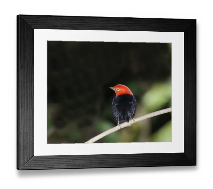 Framed Print : Red-capped Manakin (Pipra mentalis ignifera) adult male, perched on twig, Soberiana N. P. Panama Framed Print : Red-capped Manakin (Pipra mentalis ignifera) adult male, perched on twig, Soberiana N. P. Panama