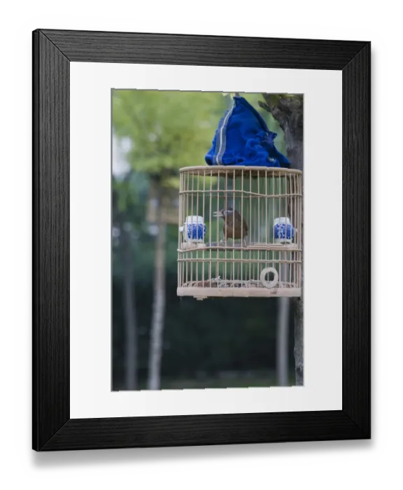 Framed Print : Chinese Hwamei (Leucodioptron canorum) adult, singing, being kept as cage bird in park, Central Beijing, China, september Framed Print : Chinese Hwamei (Leucodioptron canorum) adult, singing, being kept as cage bird in park, Central Beijing, China, september