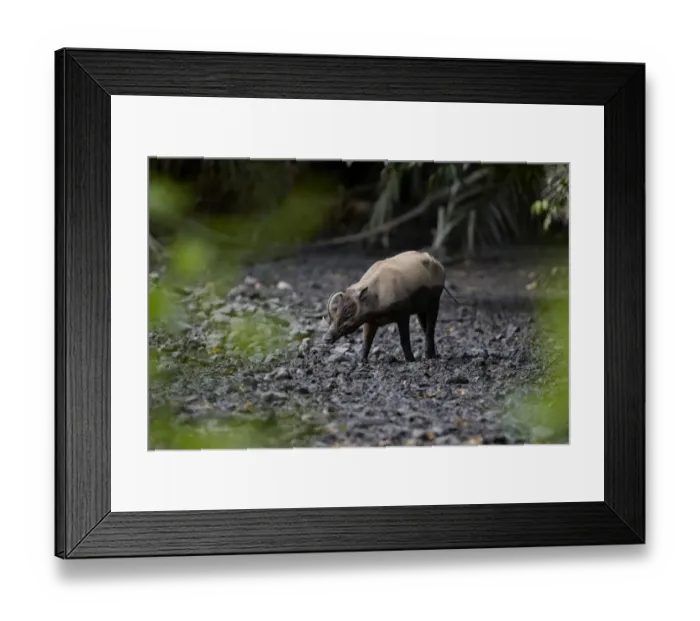 Framed Print : North Sulawesi Babirusa (Babyrousa celebensis) adult male, walking in mud at salt lick, Nantu Reserve, Sulawesi, Indonesia