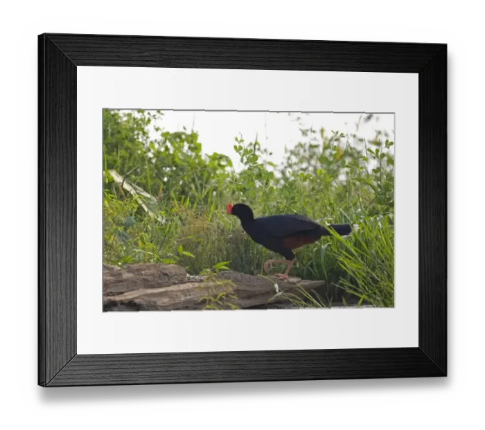 Framed Print : Razor-billed Curassow (Mitu tuberosum) adult, standing on log in rainforest, Peruvian Amazon Basin, Peru