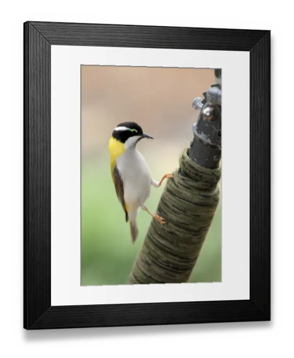 Framed Print : Golden-backed Honeyeater (Melithreptus gularis laetior) adult, collecting nesting material, Outback, Northern Territory, Australia Framed Print : Golden-backed Honeyeater (Melithreptus gularis laetior) adult, collecting nesting material, Outback, Northern Territory, Australia