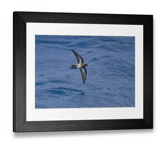 Framed Print : New Zealand Storm-petrel (Oceanites maorianus) adult, in flight over sea, New Zealand, november Framed Print : New Zealand Storm-petrel (Oceanites maorianus) adult, in flight over sea, New Zealand, november