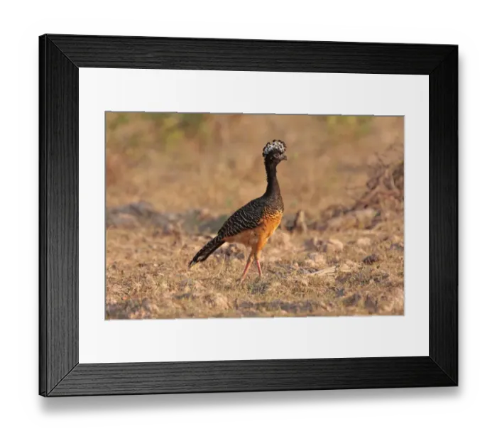 Framed Print : Bare-faced Curassow (Crax fasciolata) adult female, walking, Pouso Alegre, Mato Grosso, Brazil, september