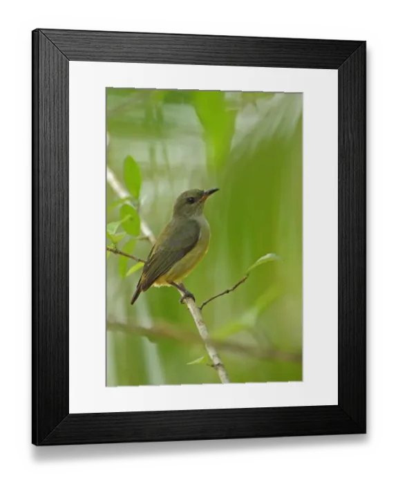 Framed Print : Orange-bellied Flowerpecker (Dicaeum trigonostigma rubropygium) immature, perched on twig, Thailand, february Framed Print : Orange-bellied Flowerpecker (Dicaeum trigonostigma rubropygium) immature, perched on twig, Thailand, february