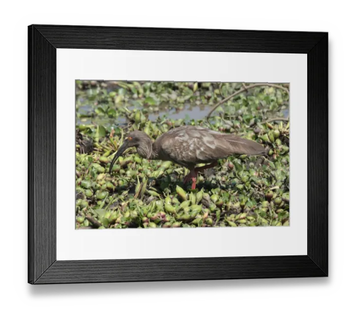 Framed Print : Plumbeous Ibis (Theristicus caerulescens) adult, walking amongst aquatic vegetation, Pousada Araras, Mato Grosso, Brazil, august Framed Print : Plumbeous Ibis (Theristicus caerulescens) adult, walking amongst aquatic vegetation, Pousada Araras, Mato Grosso, Brazil, august