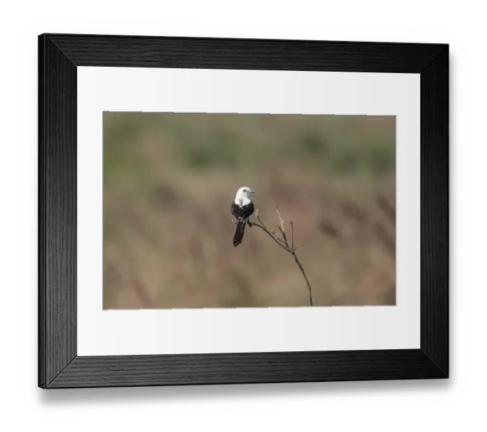 Framed Print : Black-and-white Monjita (Heteroxolmis dominicana) adult male, perched on twig, Colonia Carlos Pellegrini, Corrientes, Argentina, november Framed Print : Black-and-white Monjita (Heteroxolmis dominicana) adult male, perched on twig, Colonia Carlos Pellegrini, Corrientes, Argentina, november