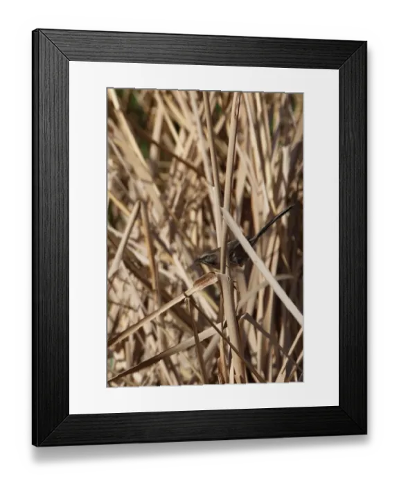 Framed Print : Chinese Hill Warbler (Rhopophilus pekinensis) adult, perched on reed stem, Bai He River, Huairou, Beijing, China, may Framed Print : Chinese Hill Warbler (Rhopophilus pekinensis) adult, perched on reed stem, Bai He River, Huairou, Beijing, China, may