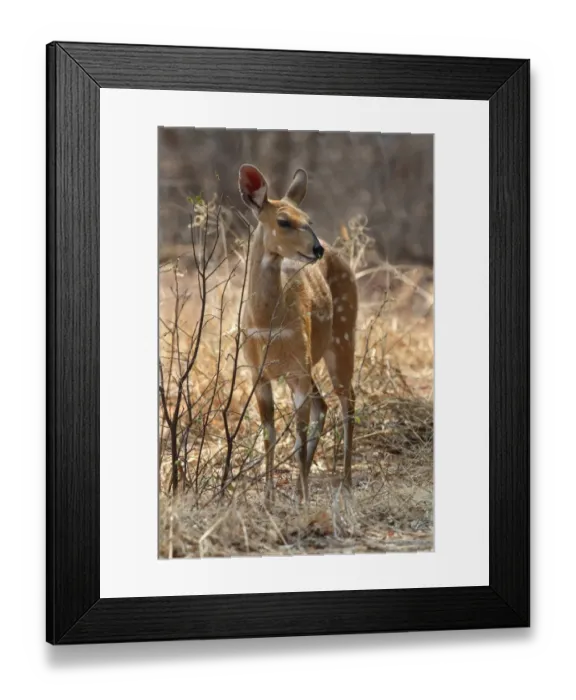 Framed Print : Southern Bushbuck (Tragelaphus scriptus sylvaticus) adult female, feeding on newly emerged leaves on bush, Chobe N. P. Botswana Framed Print : Southern Bushbuck (Tragelaphus scriptus sylvaticus) adult female, feeding on newly emerged leaves on bush, Chobe N. P. Botswana