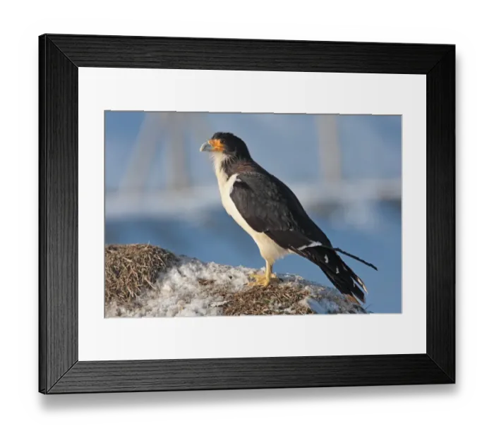 Framed Print : White-throated Caracara (Phalcoboenus albogularis) adult, standing on snow, Argentina, august Framed Print : White-throated Caracara (Phalcoboenus albogularis) adult, standing on snow, Argentina, august