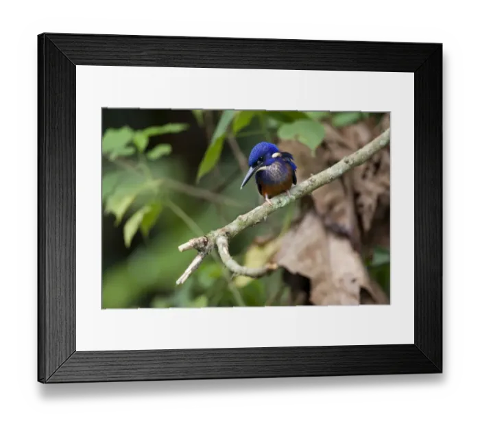 Framed Print : Shining Blue Kingfisher (Alcedo quadribrachys) adult, perched on twig, Bigodi Wetland Sanctuary, Uganda Framed Print : Shining Blue Kingfisher (Alcedo quadribrachys) adult, perched on twig, Bigodi Wetland Sanctuary, Uganda