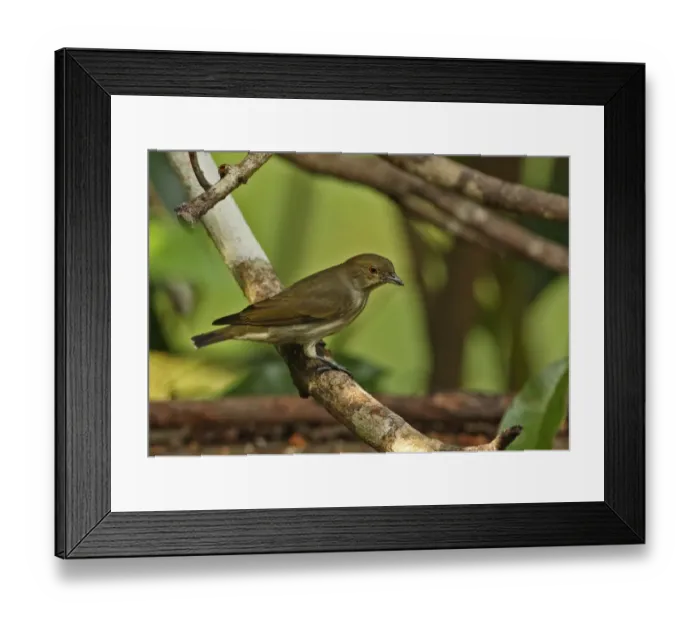 Framed Print : Thick-billed Flowerpecker (Dicaeum agile modestum) adult, perched on branch, Kaeng Krachan N. P. Thailand, november Framed Print : Thick-billed Flowerpecker (Dicaeum agile modestum) adult, perched on branch, Kaeng Krachan N. P. Thailand, november