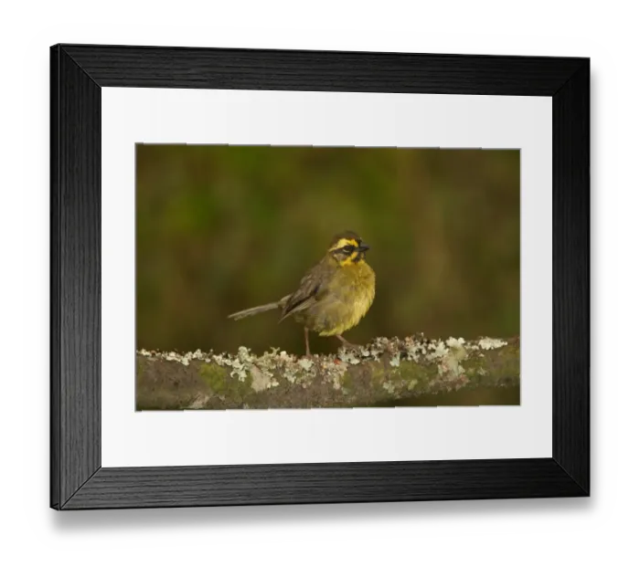 Framed Print : Yellow-striped Brush-finch (Atlapetes citrinellus) adult, perched on branch in yungas forest, Tafi del Valle, Tucuman, Argentina Framed Print : Yellow-striped Brush-finch (Atlapetes citrinellus) adult, perched on branch in yungas forest, Tafi del Valle, Tucuman, Argentina