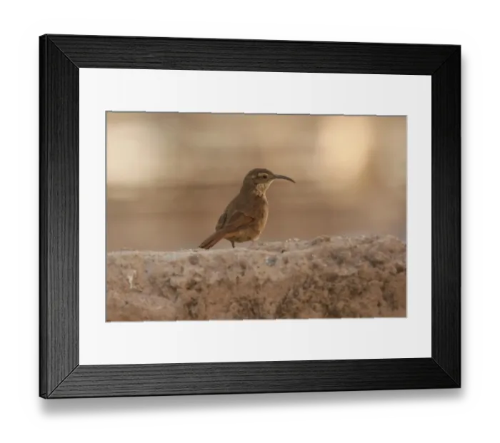 Framed Print : White-throated Earthcreeper (Upucerthia albigula) adult, standing on ground, Putre, Northern Chile, november Framed Print : White-throated Earthcreeper (Upucerthia albigula) adult, standing on ground, Putre, Northern Chile, november