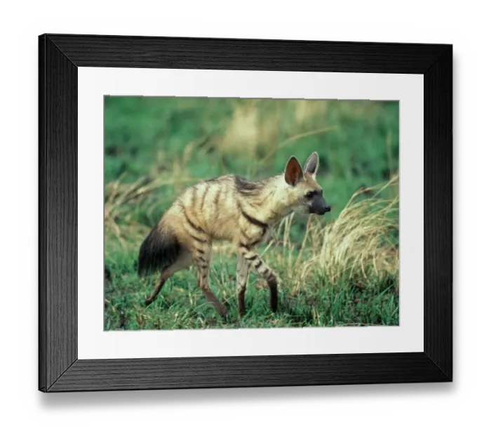 Framed Print : Aardwolf (Proteles cristatus) Walking on grass D1 2784 Framed Print : Aardwolf (Proteles cristatus) Walking on grass D1 2784