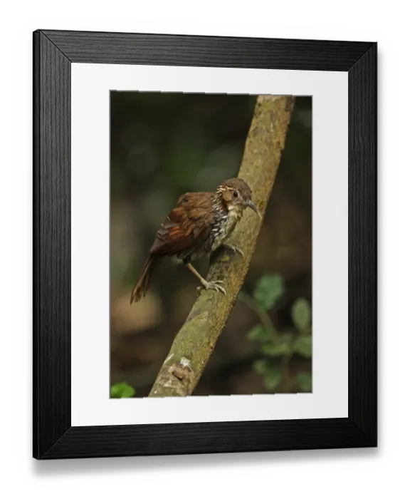 Framed Print : Large Scimitar-babbler (Pomatorhinus hypoleucos tickelli) adult, with wet plumage after bathing, perched on branch, Kaeng Krachan N. P. Thailand, november Framed Print : Large Scimitar-babbler (Pomatorhinus hypoleucos tickelli) adult, with wet plumage after bathing, perched on branch, Kaeng Krachan N. P. Thailand, november